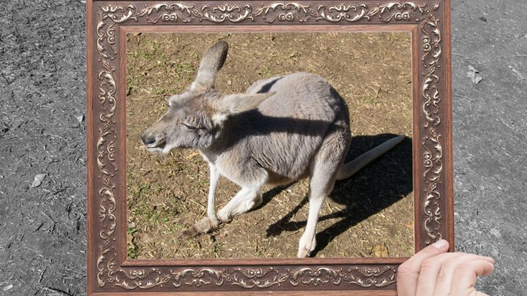 This Is Why Kangaroos Are Considered Pests In Australia